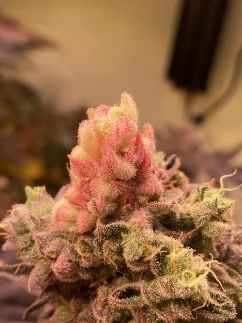 Purple Porta. Week 7