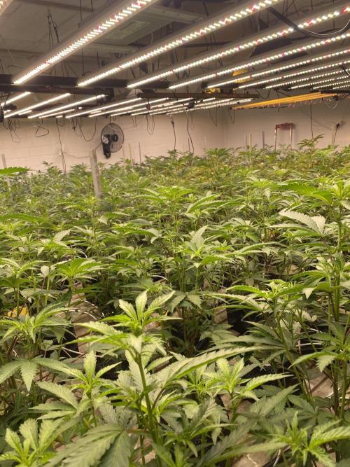 Apple Fritter. Week 2