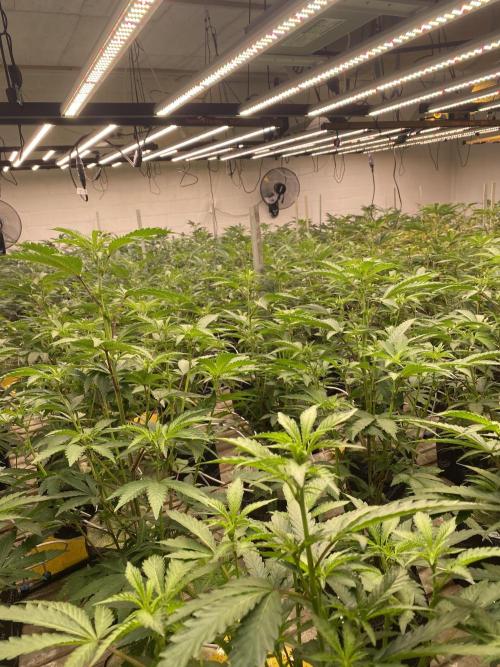 Apple Fritter. Week 2