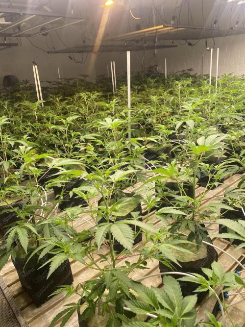 Apple Fritter. Week 2