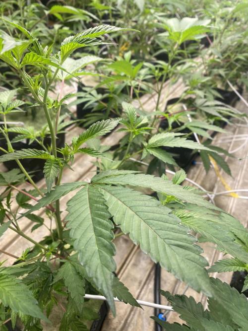 Apple Fritter. Week 2