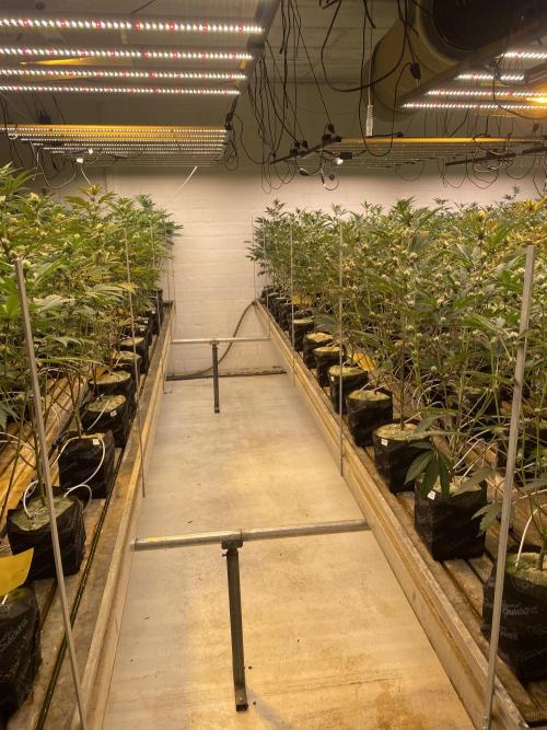 Apple Fritter. Week 3