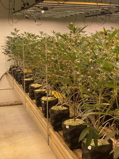 Apple Fritter. Week 3