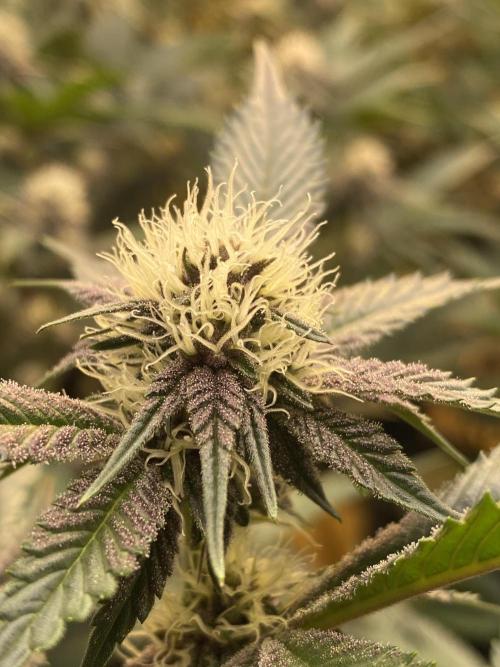 Apple Fritter. Week 4