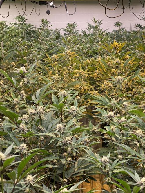 Apple Fritter. Week 4