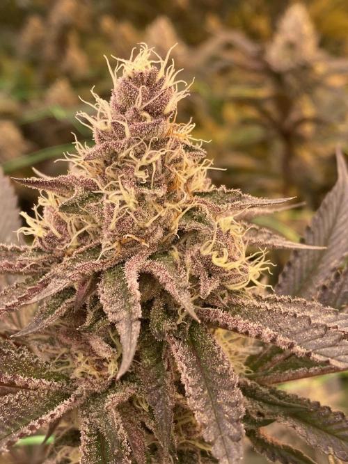 Apple Fritter. Week 5