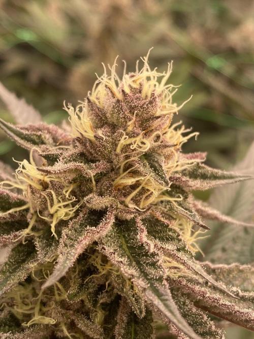 Apple Fritter. Week 5