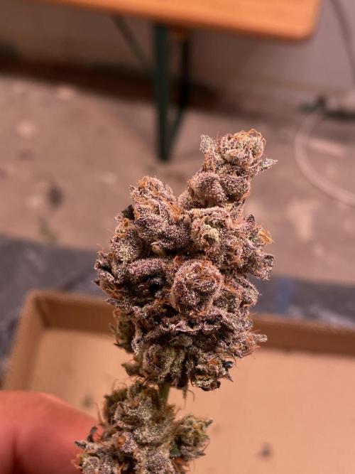 Apple Fritter. Week 5