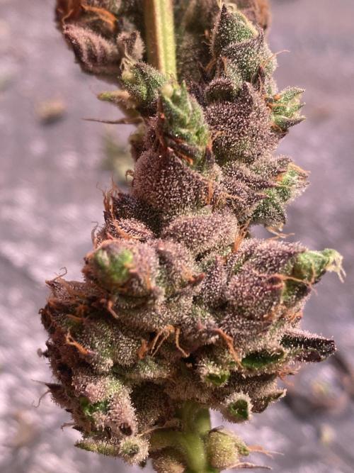 Apple Fritter. Week 5