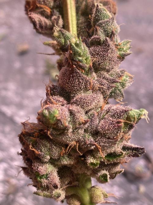 Apple Fritter. Week 5