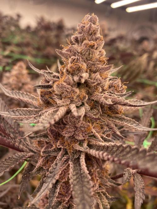 Apple Fritter. Week 6