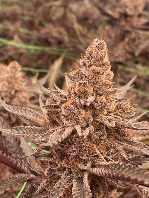 Apple Fritter. Week 6