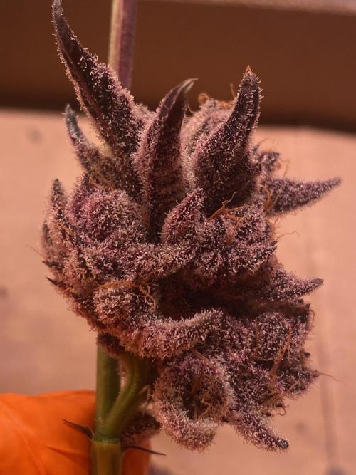 Apple Fritter. Week 6