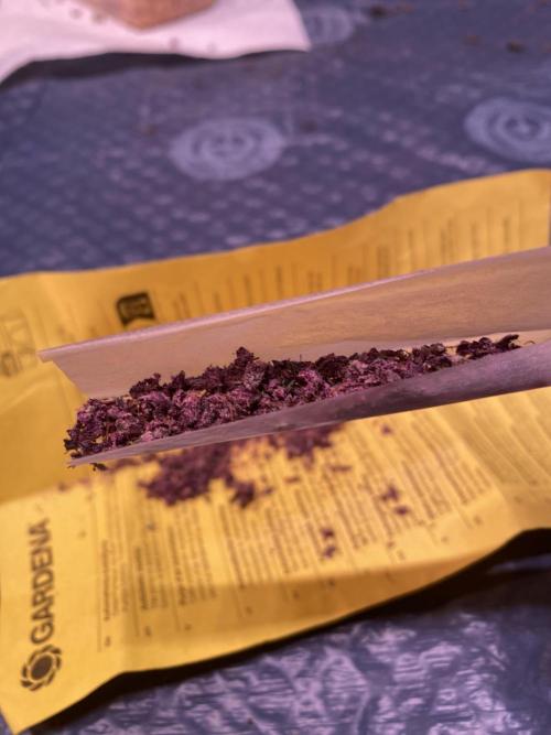 Apple Fritter. Week 6