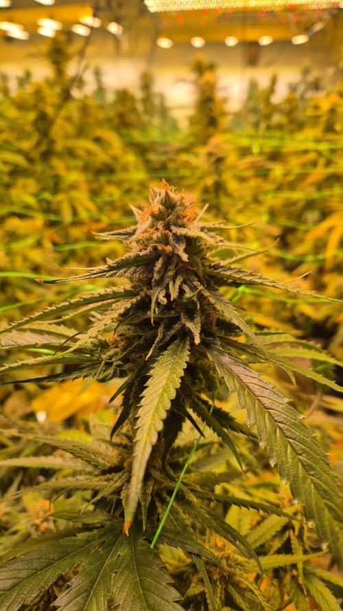 Super Silverhaze. Week 7