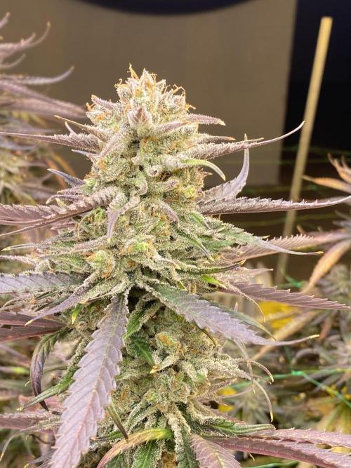 Super Silverhaze. Week 9