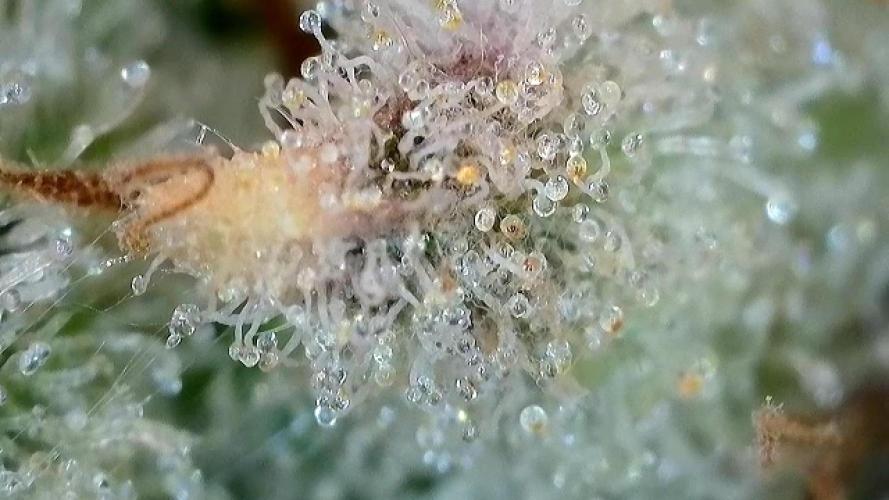 Super Silverhaze. Week 9