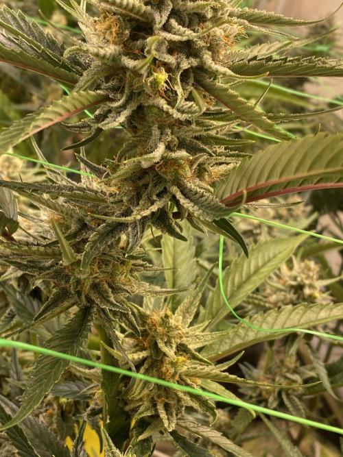 Super Lemonhaze. Week 6