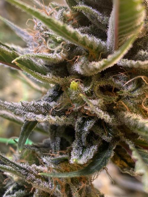 Super Lemonhaze. Week 6