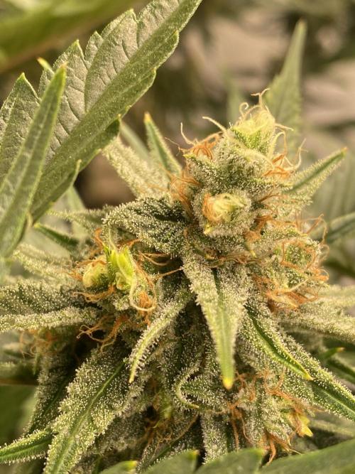 Super Lemonhaze. Week 6