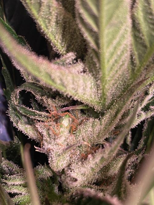 Super Lemonhaze. Week 6