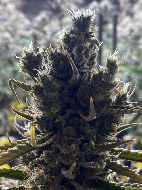 Super Lemonhaze. Week 9