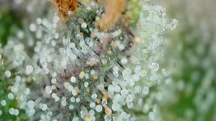 Super Lemonhaze. Week 9