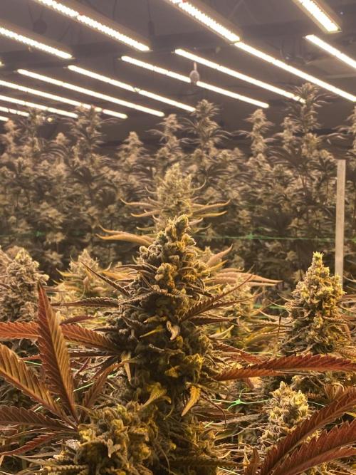 Super Lemonhaze. Week 9