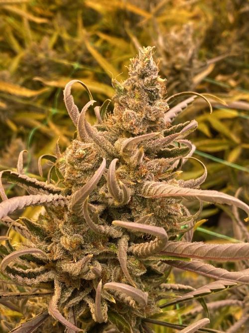 Super Lemonhaze. Week 9