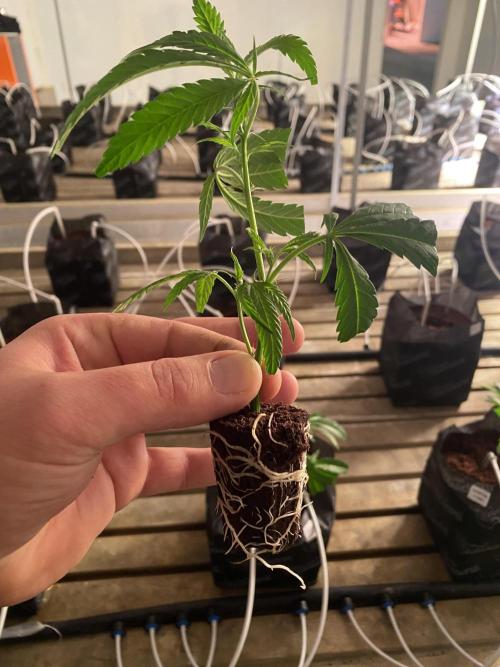 Cannalope. Week 1