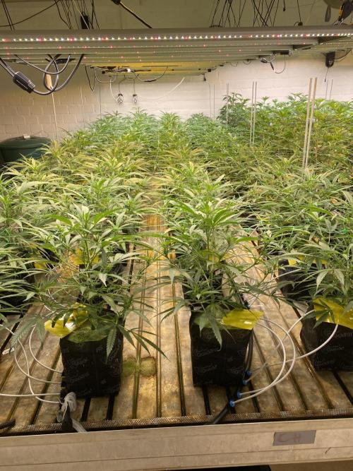 Cannalope. Week 2
