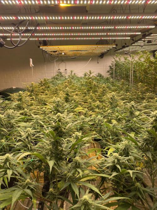 Cannalope. Week 4