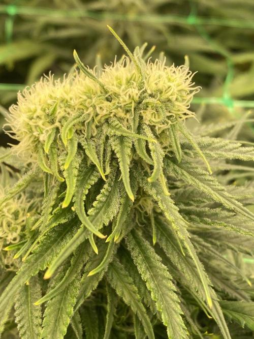 Cannalope. Week 4