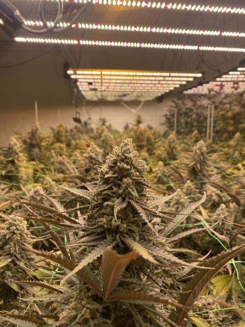Cannalope. Week 7