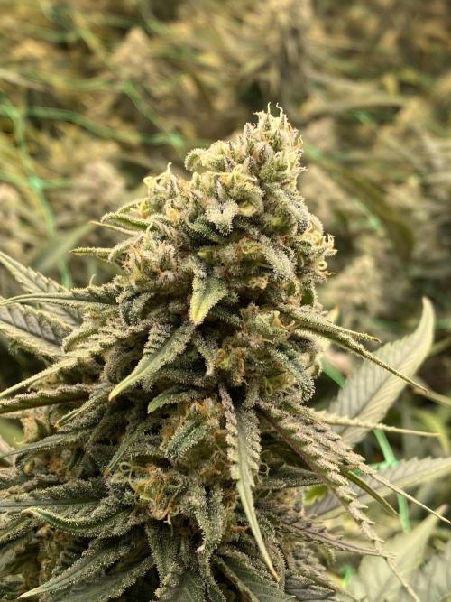 Cannalope. Week 7