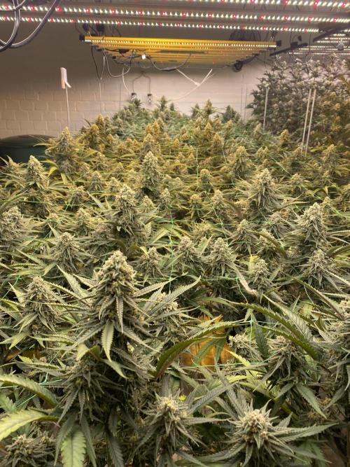 Cannalope. Week 7