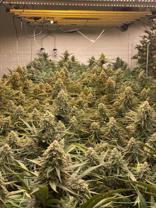 Cannalope. Week 7