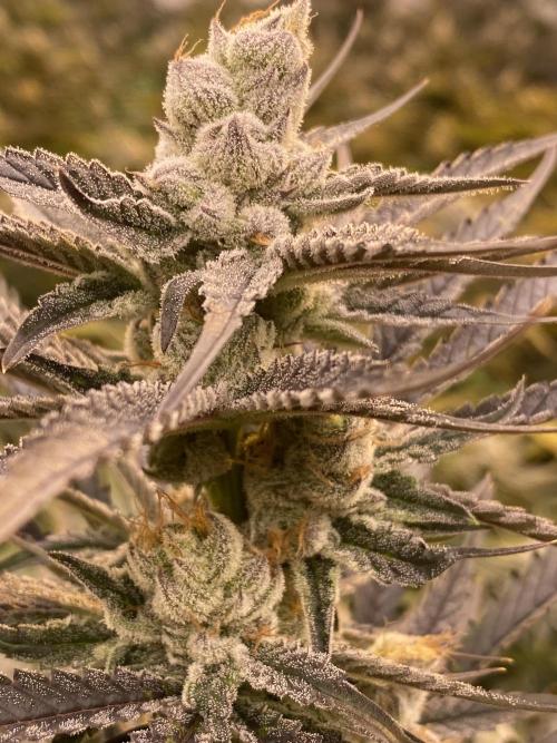 Banana OG. Week 7