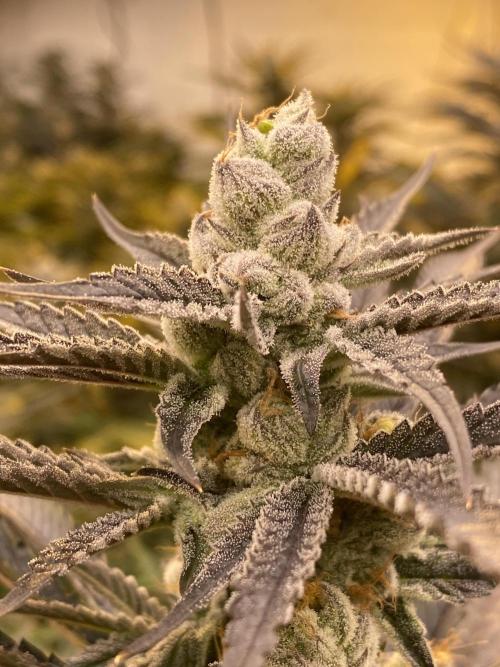 Banana OG. Week 7
