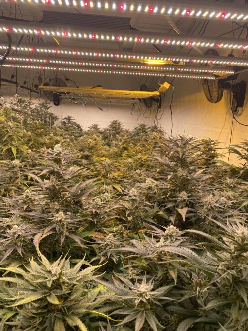 Banana OG. Week 7
