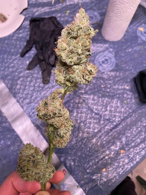 Banana OG. Week 8
