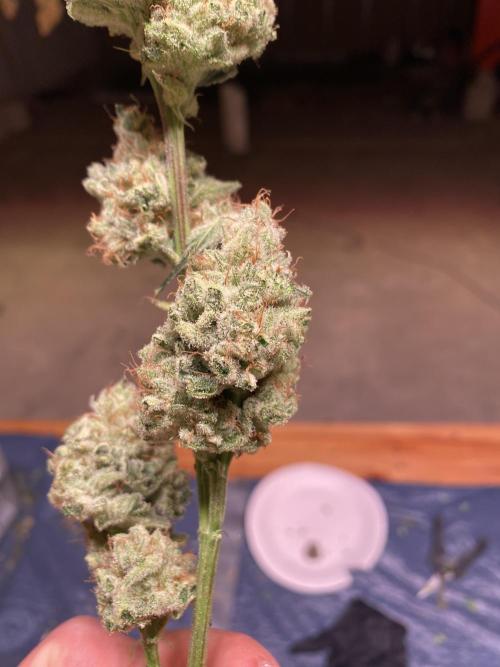 Banana OG. Week 8