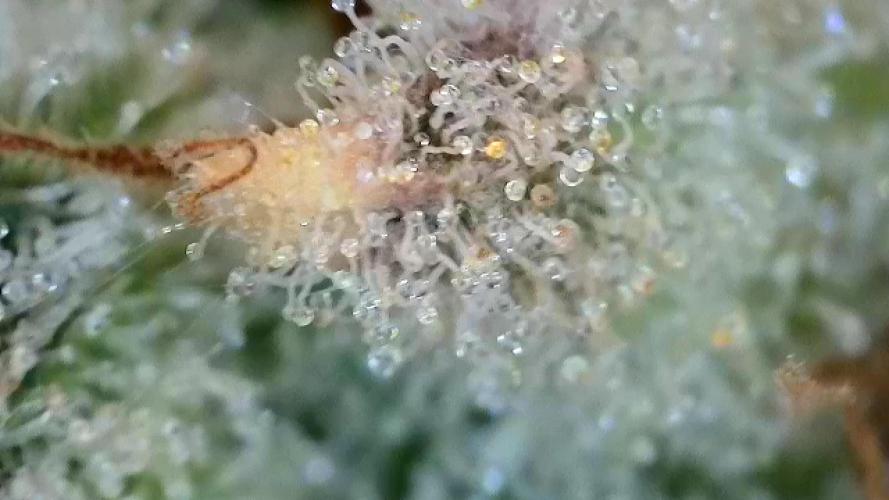 Banana OG. Week 8
