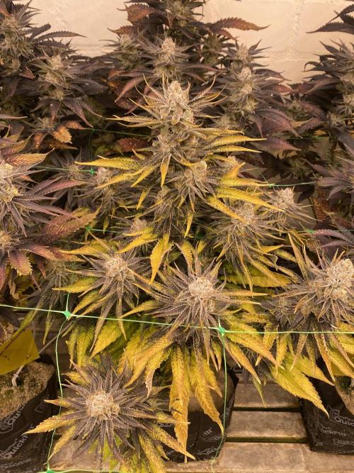 Banana OG. Week 8