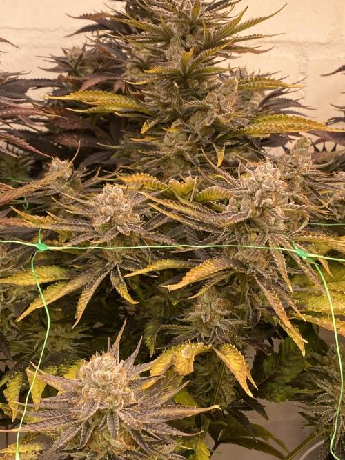 Banana OG. Week 8