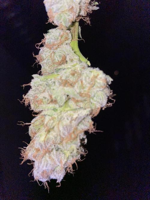 Banana OG. Week 8