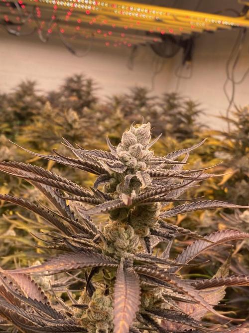 Banana OG. Week 8