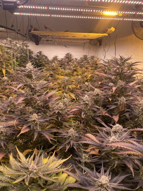 Banana OG. Week 8