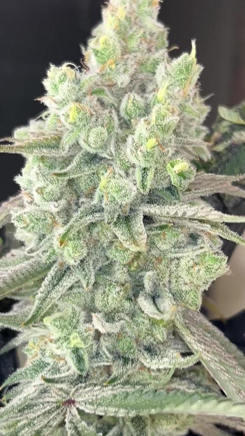 Slurricane Cut