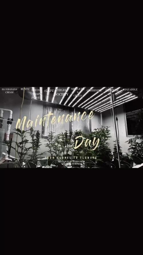 Pineapple N Cherry TYG